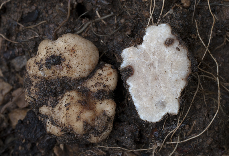 Tuber borchii